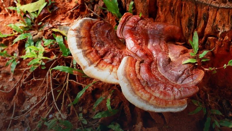 grzyby witalne reishi